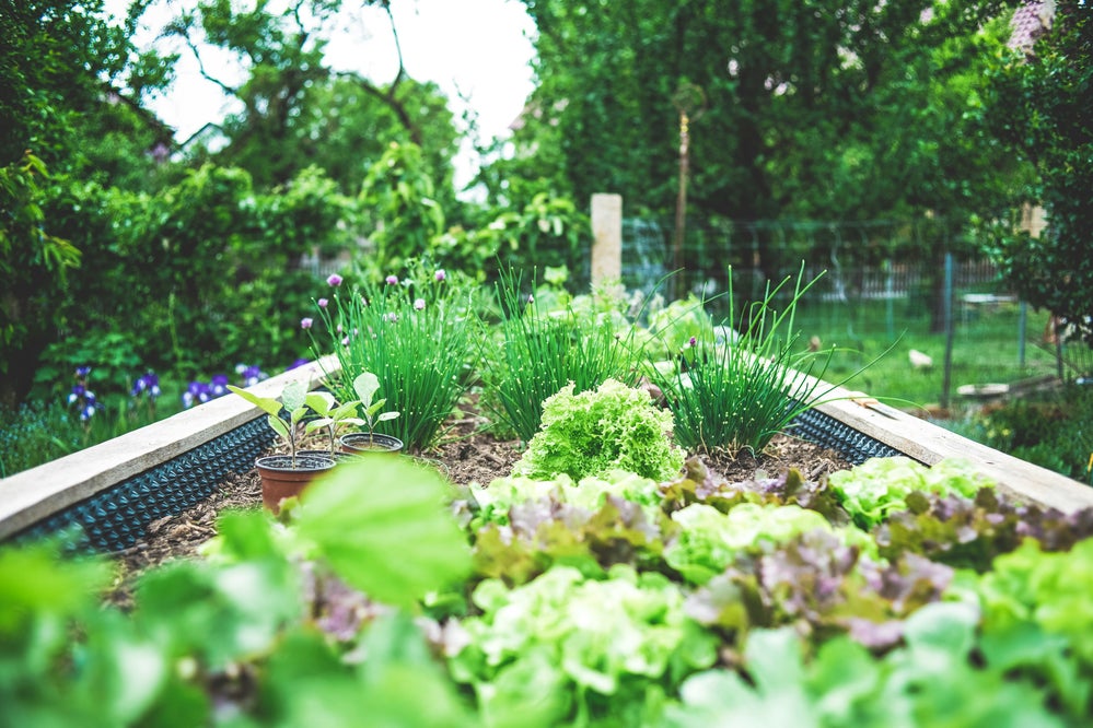 Tips and Tricks for Creating the Ultimate Raised Garden Bed